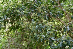 Critonia hospitalis