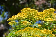 Verbesina breedlovei