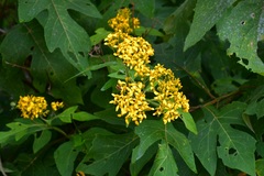 Verbesina breedlovei