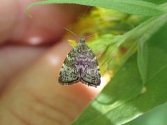 Choreutis diana