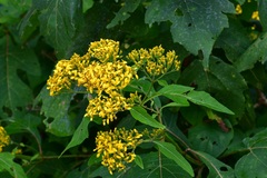 Verbesina breedlovei