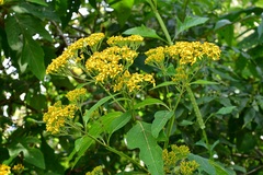 Verbesina breedlovei