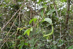 Fridericia chica