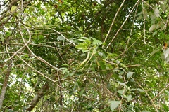 Fridericia chica
