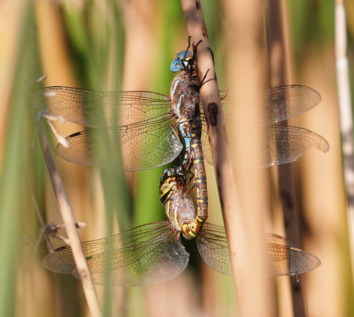 Blue-eyed Darner