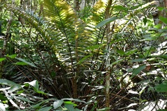 Ceratozamia robusta, photograph (c) Neptalí Ramírez Marcial, some rights reserved (CC BY)