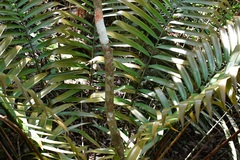 Ceratozamia robusta, photograph (c) Neptalí Ramírez Marcial, some rights reserved (CC BY)