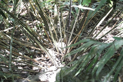 Ceratozamia robusta, photograph 6