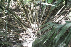 Ceratozamia robusta, photograph (c) Neptalí Ramírez Marcial, some rights reserved (CC BY)