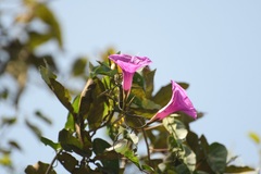 Ipomoea bernoulliana