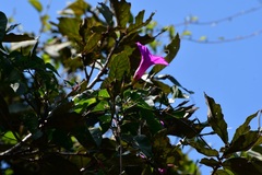 Ipomoea bernoulliana