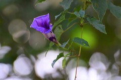 Ipomoea lindenii