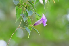 Ipomoea lindenii