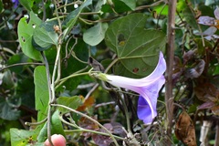 Ipomoea mitchelliae