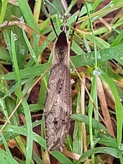 Tipulidae