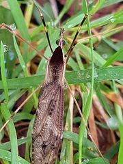 Tipulidae