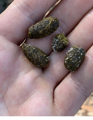Phascolarctos cinereus