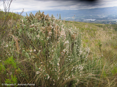 Diplostephium ericoides