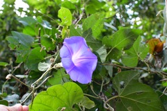 Ipomoea mitchelliae