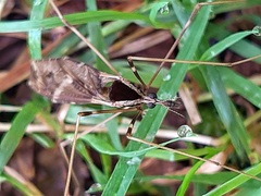 Tipulidae