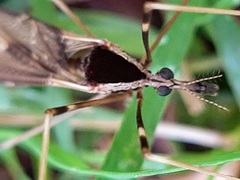 Tipulidae