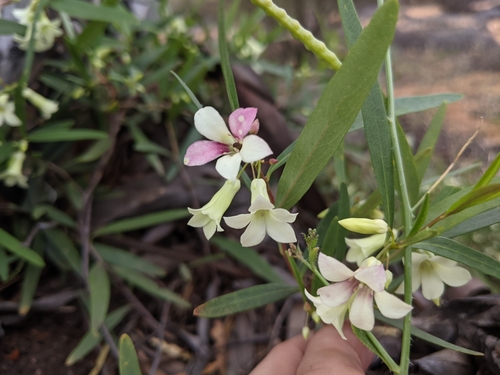 Image of Billardiera versicolor by (c) Dylan Butcher, some rights reserved (CC BY)