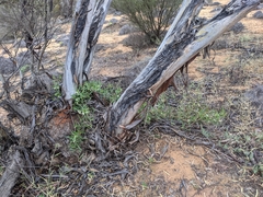 Billardiera versicolor