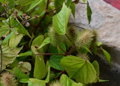 Acalypha alopecuroidea