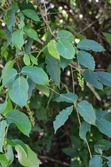 Canavalia oxyphylla