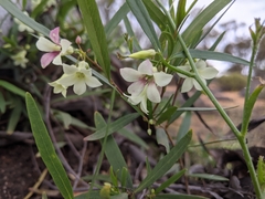Billardiera versicolor