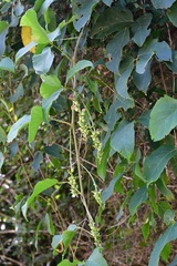 Canavalia oxyphylla