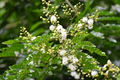 Mimosa ervendbergii