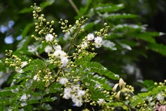 Mimosa ervendbergii