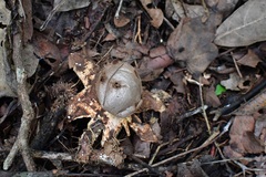 Myriostoma