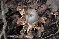 Myriostoma