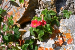 Achimenes erecta