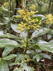 Palicourea lasiorrhachis