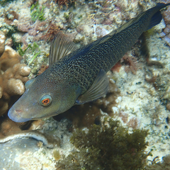 Notolabrus inscriptus