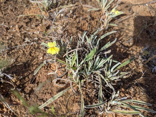 Image of Goodenia willisiana by (c) Dylan Butcher, some rights reserved (CC BY)
