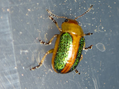 Calomela parilis