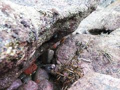 Cryptoconchus porosus