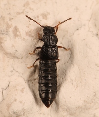 Anotylus rugosus