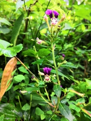 Cuphea calaminthifolia