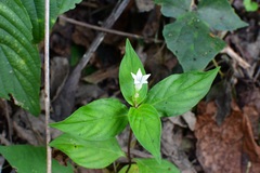 Spigelia humboldtiana