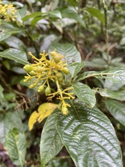 Palicourea lasiorrhachis