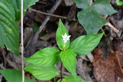 Spigelia humboldtiana