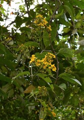 Tetrapterys mexicana