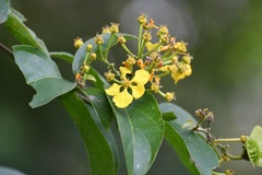 Tetrapterys mexicana