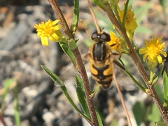 Helophilus neoaffinis