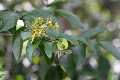 Tetrapterys mexicana